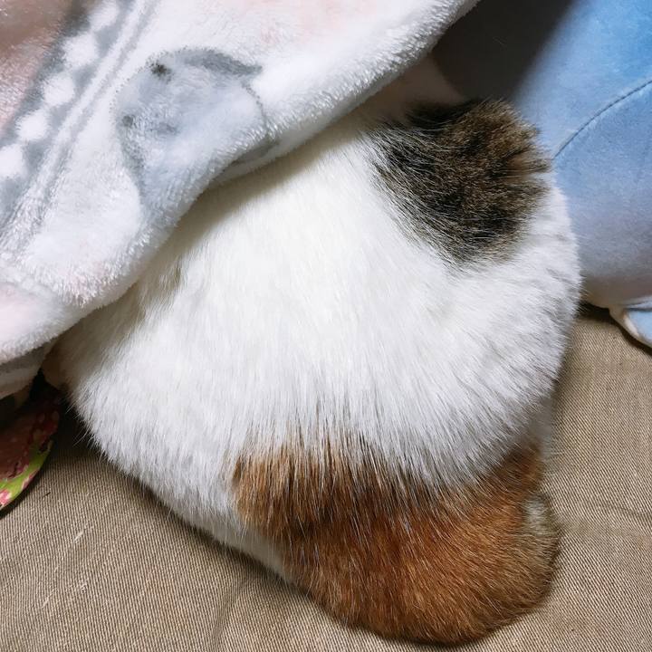 34ec0c7f 1b53 4d72 9823 89bcf0cbbf95 1576188168571