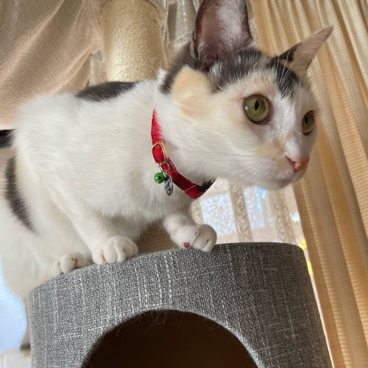 34ec53e6 b74b 4ec5 91fc a577b7586e3b 1730595598170