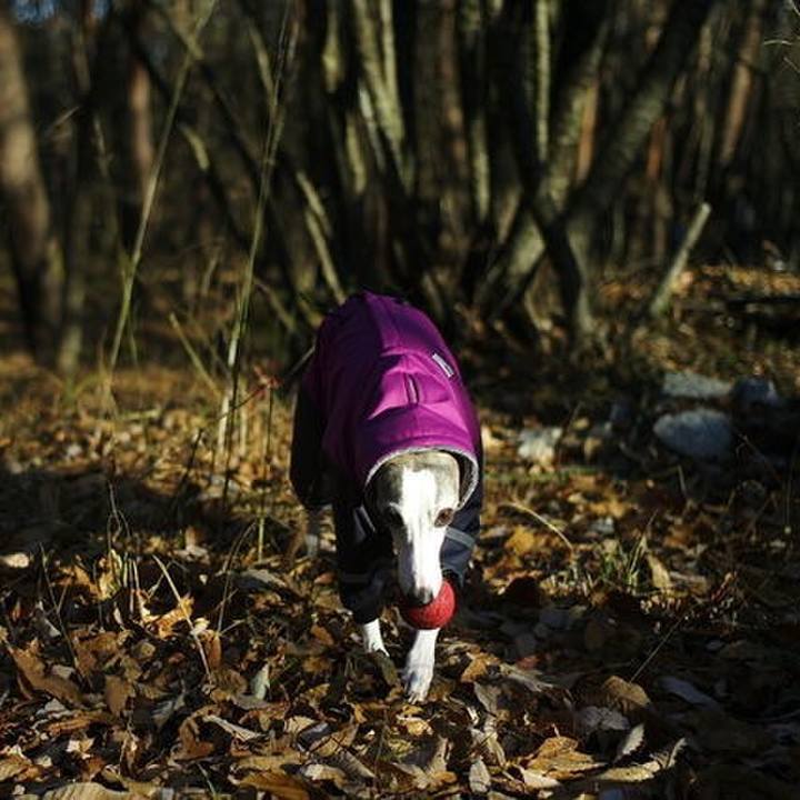 34f1ebee 2e83 4436 97c5 9d9e4d98b4bd 1513163828036