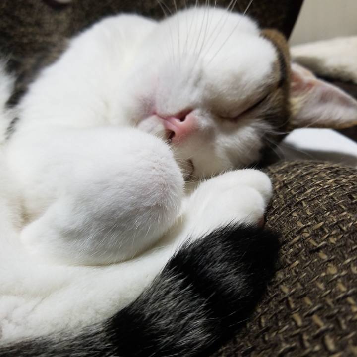 34f7ec1e e322 4db7 a4c1 c2685ac6fc6e 1585484464409