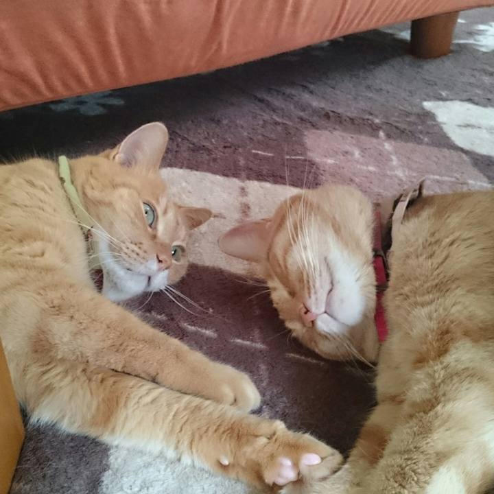 34fd219a f30d 4a7e 91d4 f050bbf54916 1508832849167