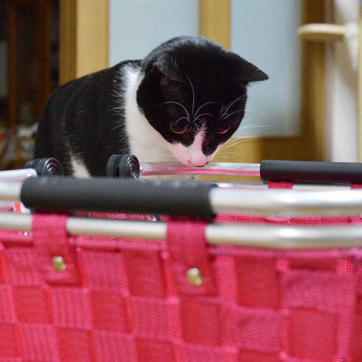 34fec784 2e7e 4661 baca 7c742a058ad5 1540905399585