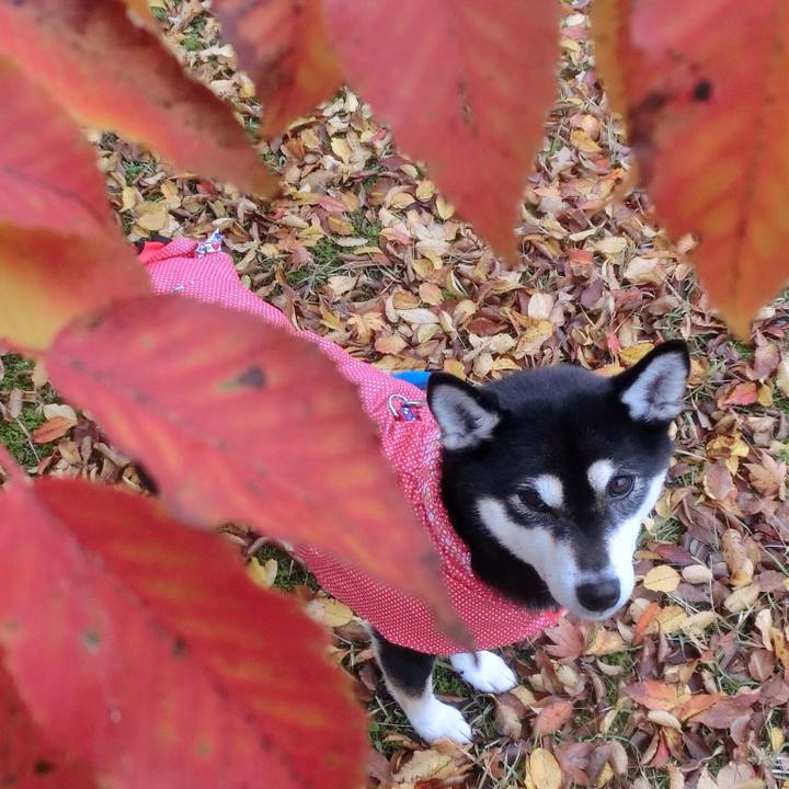 34ffffa1 8c13 4191 97c2 566221222fb0 1511390510773