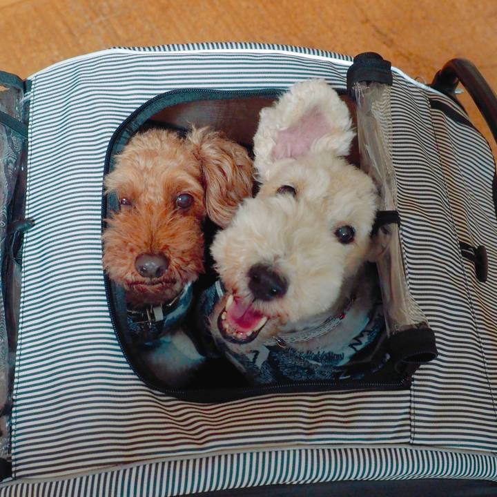 35002015 7f05 48e5 bba5 4b94a739f659 1572262168302