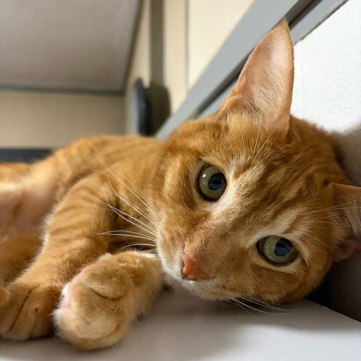 35057835 c453 4ecc 82ed 3e710bd1cc3d 1760782886065