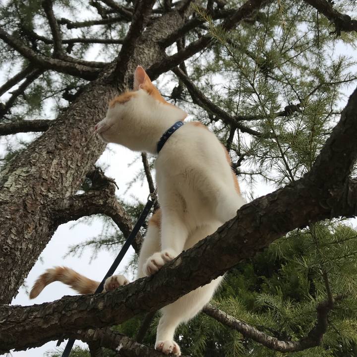 3507616d a96d 4395 b127 287205e1020c 1513139370591