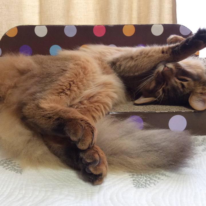 350a301f 4920 4ebb 83cb 811c08fd2031 1589267939728