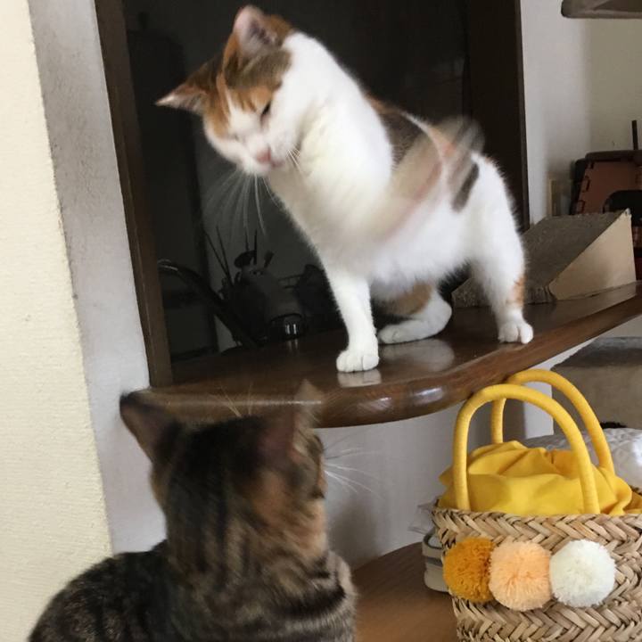 350caecf 5ba9 41d3 9c87 d78806cc212f 1539566544145