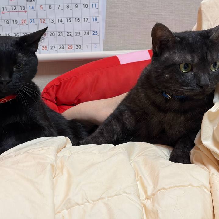 350cafc7 23ac 4141 a040 20575b21c1c8 1772369902971