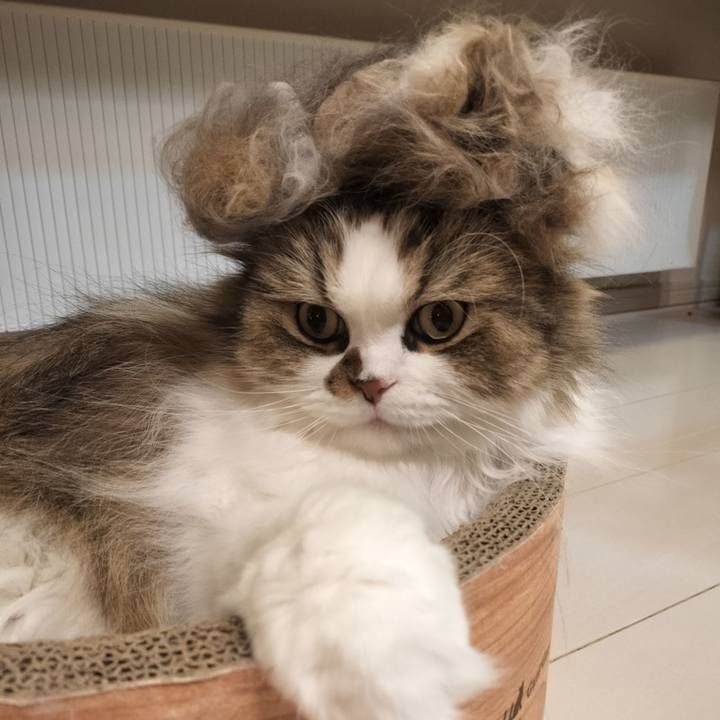 3516aab8 6a7c 43e4 95d1 8bd9c8f2a533 1761868463268