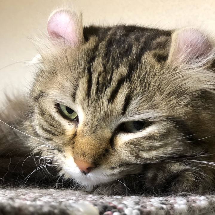 3518083c 780a 42c6 8185 9933f412e795 1546094515735