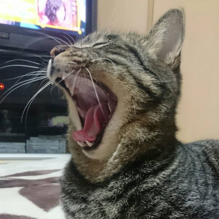 3518ff0a 0f1f 44d0 80fe d0788639dc54 1512023165651