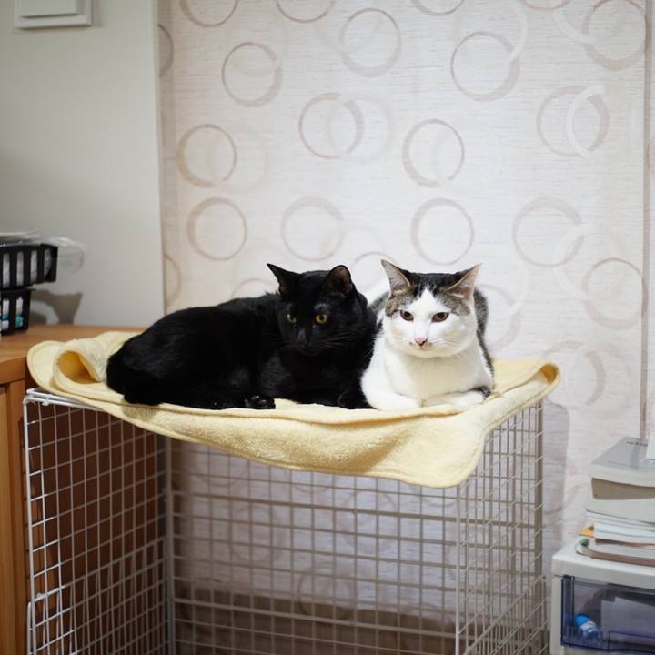 3519b019 f73b 4ab0 904a e943c61273c6 1513639650497