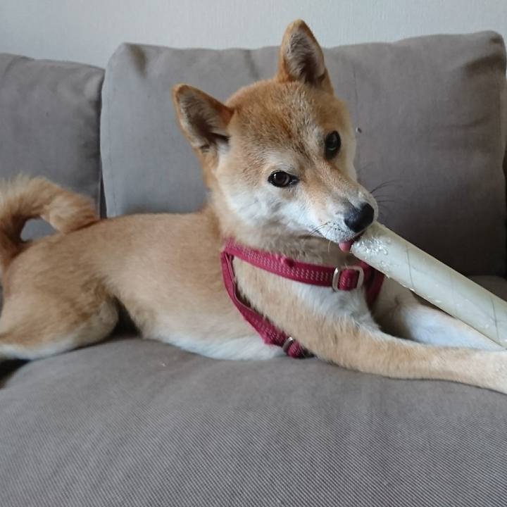 351a1d55 b9d2 487f a28c 2ccc6306e4b0 1522543948814