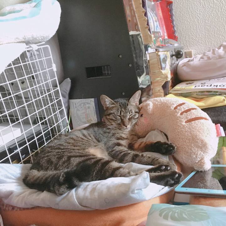 351ae54a be90 48b0 af06 317b456b4d34 1561508995288