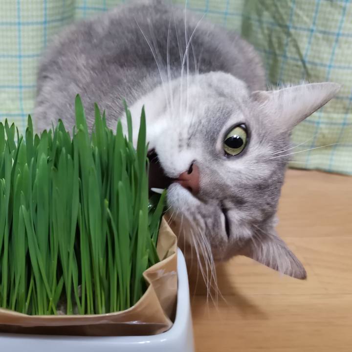 351c12b0 fe32 470e b939 a995de6c135c 1605102433365