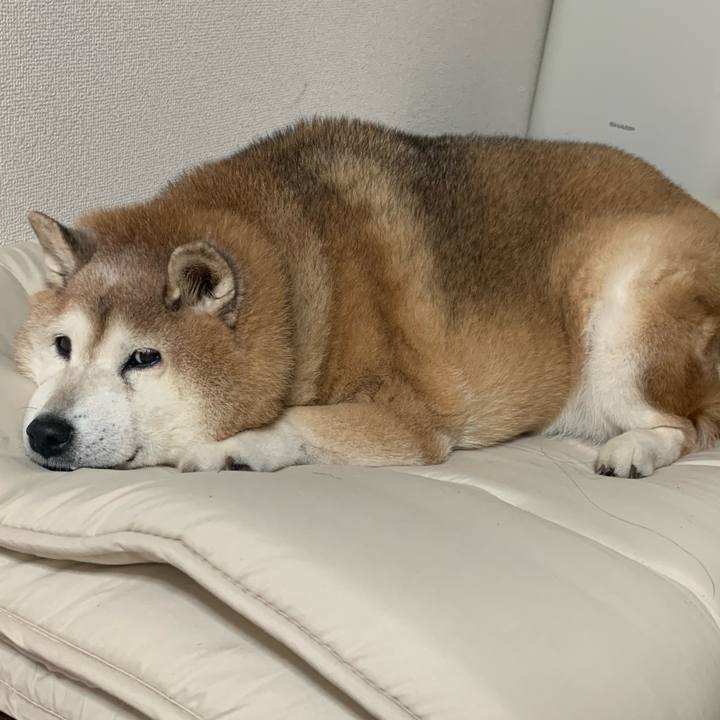 351c5f7f 8087 4f69 b162 2de9b14805bf 1627645036042