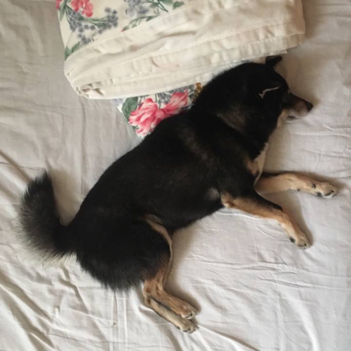 351d2c87 c8c9 445d b054 d6ece9323e85 1514858616777