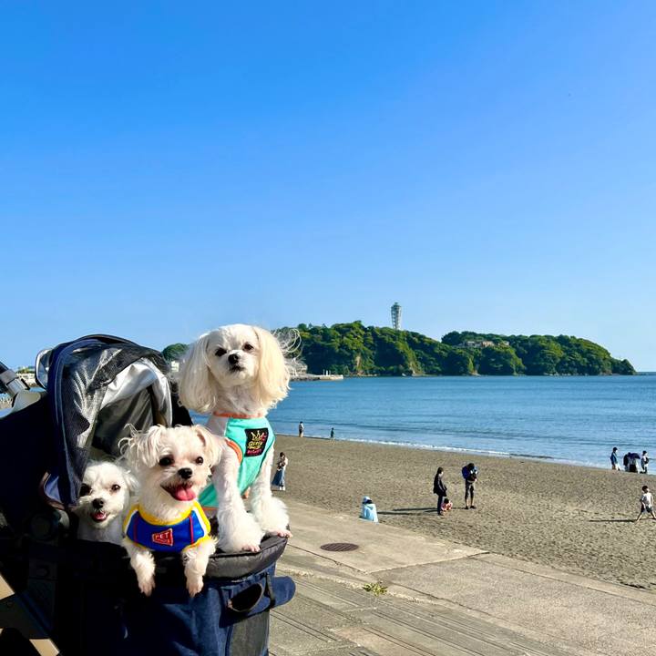 351d72f2 b9c5 4492 b100 d23c8db0f3be 1651302492665