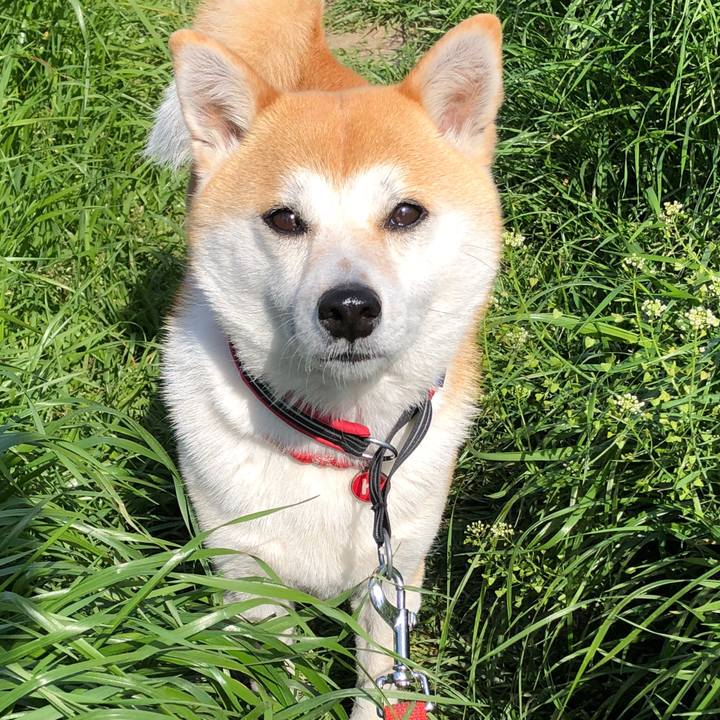 351f458a aa6e 4806 85d4 a4de4cebaad9 1523583665827