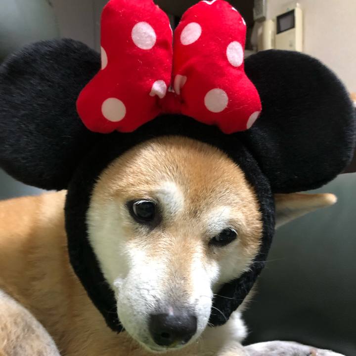 3522e34d e1c9 4a22 aedf ec1d9833b5db 1575727154448