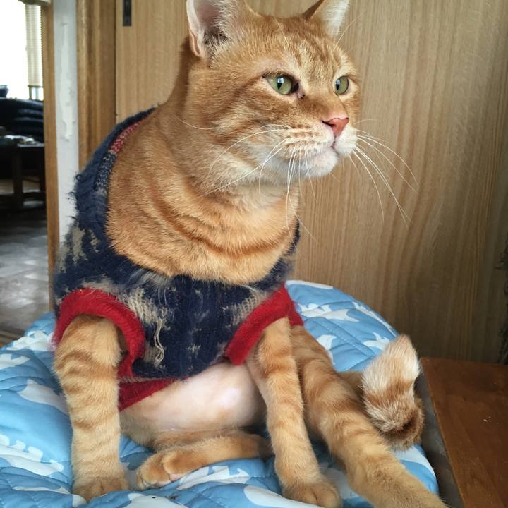 3526dab2 98b9 4f1b b0e6 e726961d5479 1543623175497