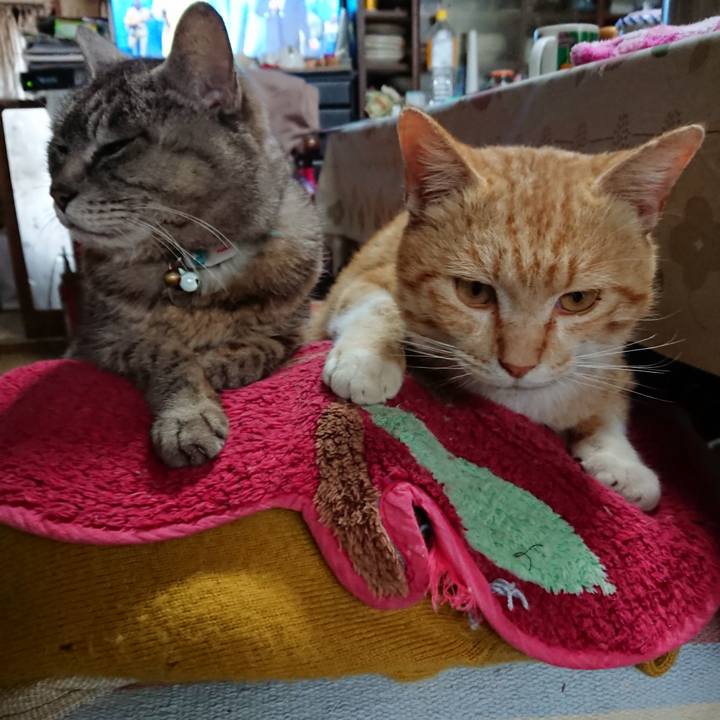 3527477e 4a4e 4339 b665 a773bb39ffa8 1557119076852