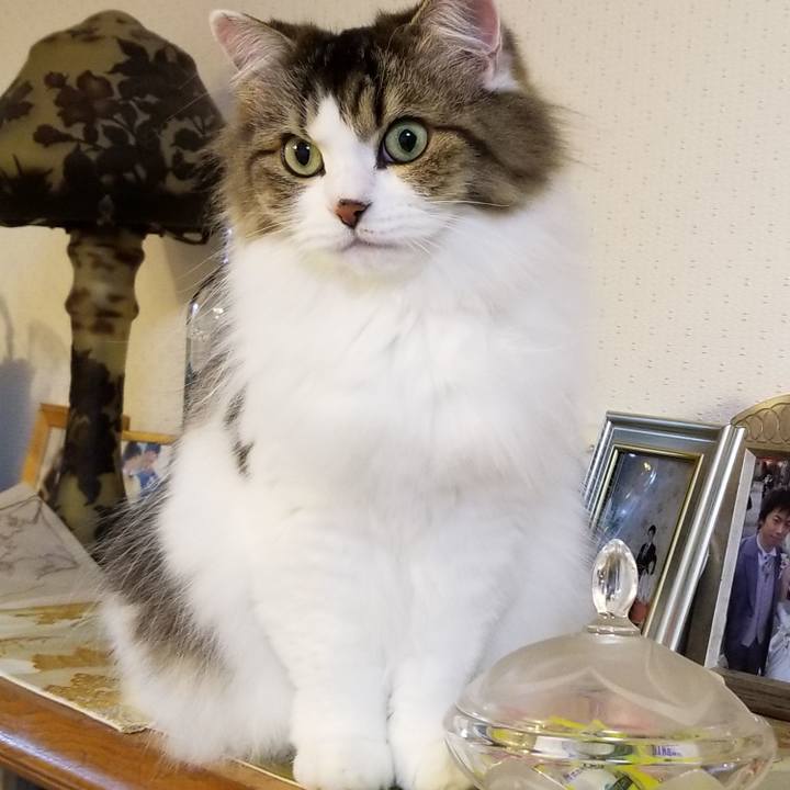 352bcdef d704 439d ac02 c2a251c8d71a 1573593105062