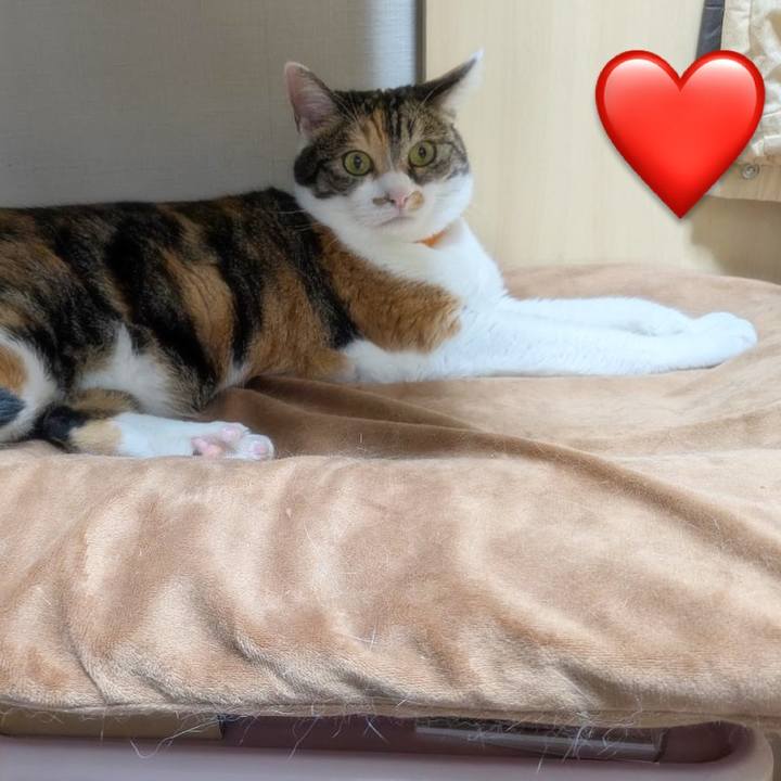 352cfede 6f9f 4416 add3 2ae897bade2f 1759484171545