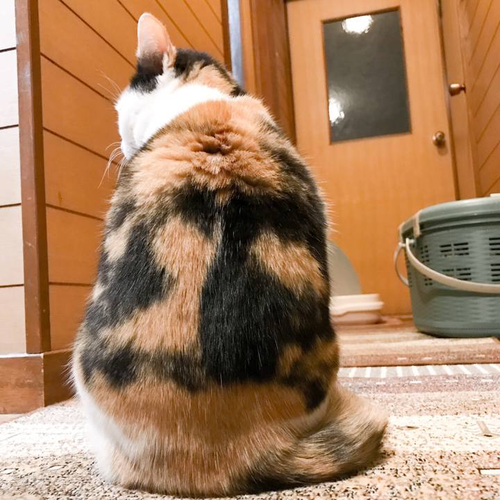 352d7297 0ae1 475c a7b6 36a72739f36f 1524445875577