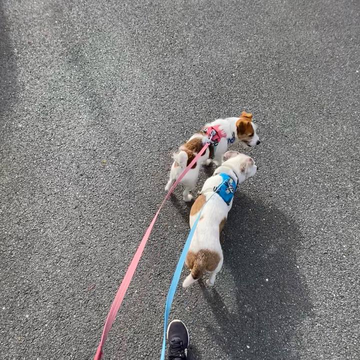 35301ea7 c4e7 4c42 931d 45b0417deba3 1716934807150