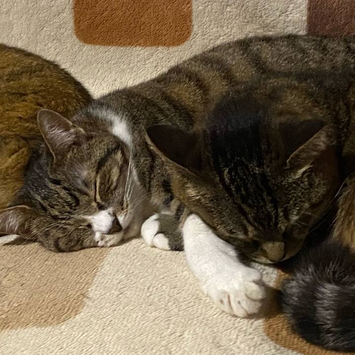 35305982 ddfb 4088 8de9 103063ed3a42 1686380119269