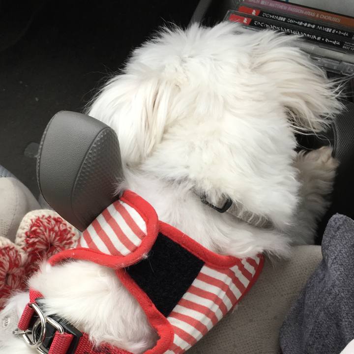 3530ec37 c4cf 4188 8113 bc39b10c6aef 1549447387548