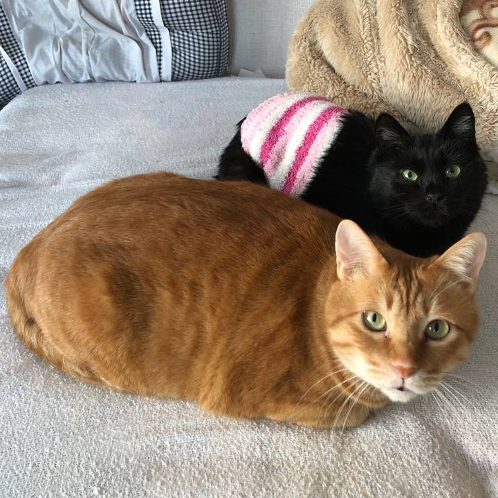 353282c5 84cf 4851 91ce 4ccf1f5a2d97 1610750718756