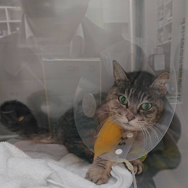 35338529 3627 4850 bcd3 9ca5083bb7f7 1585831149854