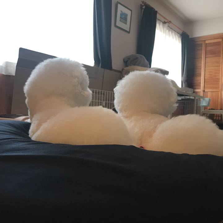 35396c4c 5eca 4396 9581 c9d999b2963f 1575586593644