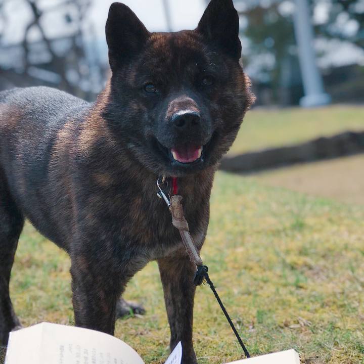 353b634f 42da 4299 add6 66405a99b831 1522643504255