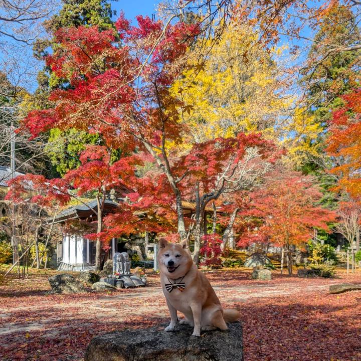 353bc183 40b2 400b 96ab c793560c577a 1764236193949