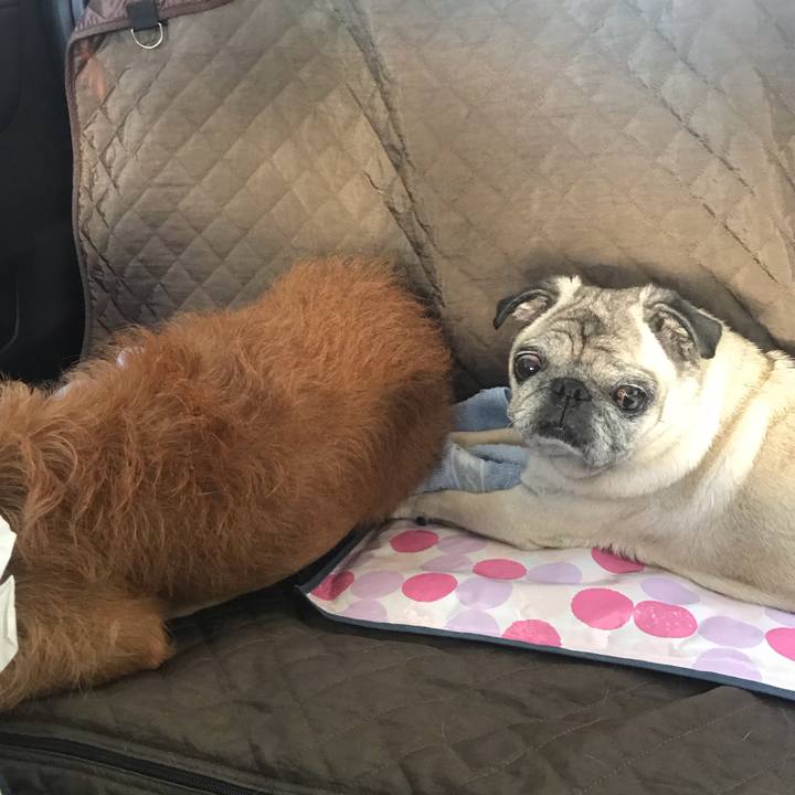 353de686 f851 47f9 b703 42479724c2a9 1599648961522