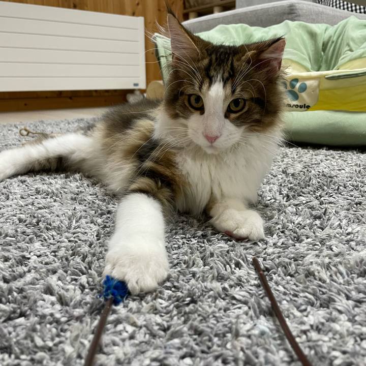 353edc41 7cba 46fd 9c54 13726acf850d 1635542280056