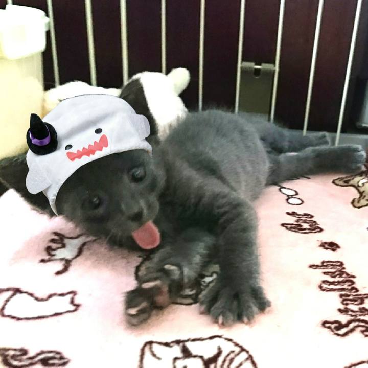 35409945 8f1b 4e8f beb6 18f1e8cd4009 1538107118354