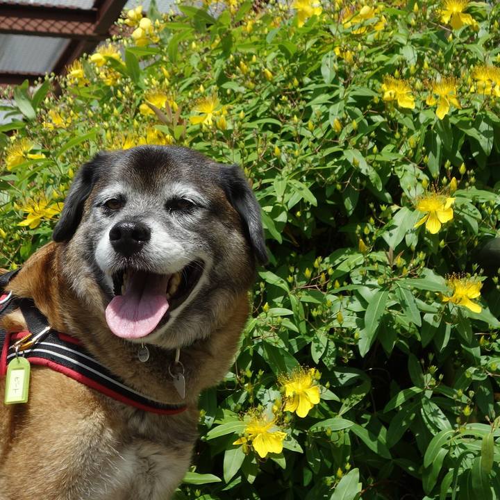 35436d0b d8de 4a6b b271 c02490913f8e 1526696744822