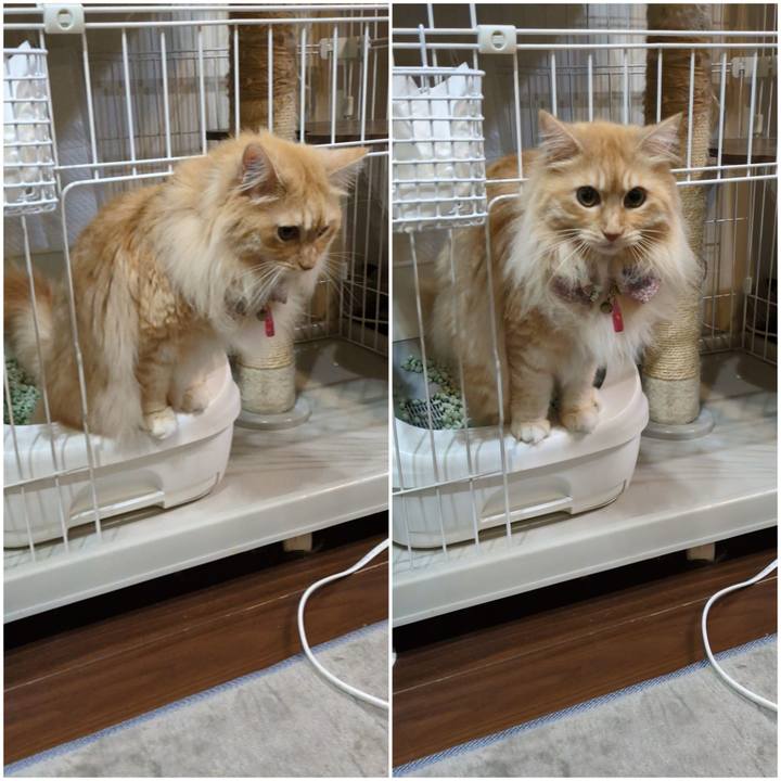 354a2de3 f0c0 406a ba30 63ecfa1c1c3e 1753962914544