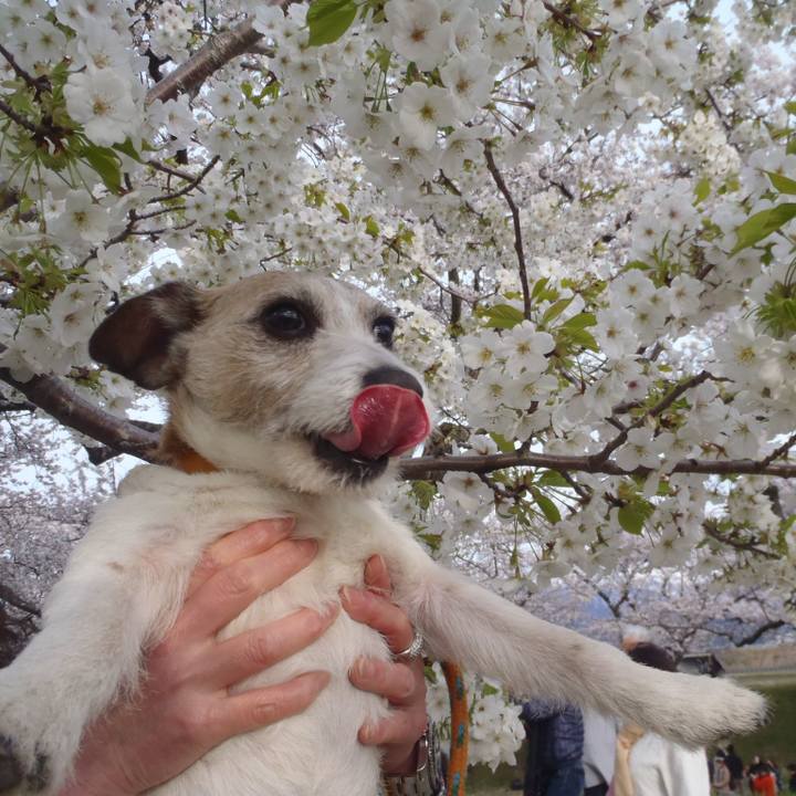 354a8a50 4039 4b89 ac93 6f3dc4429bda 1555155424933