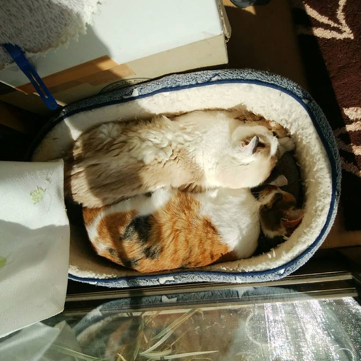 354b0c46 315d 4ec8 b979 438b6c004ea0 1549775016289