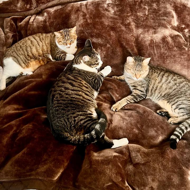 354dc92a 7b85 48bc 90a9 28e699f44ca5 1765193732626