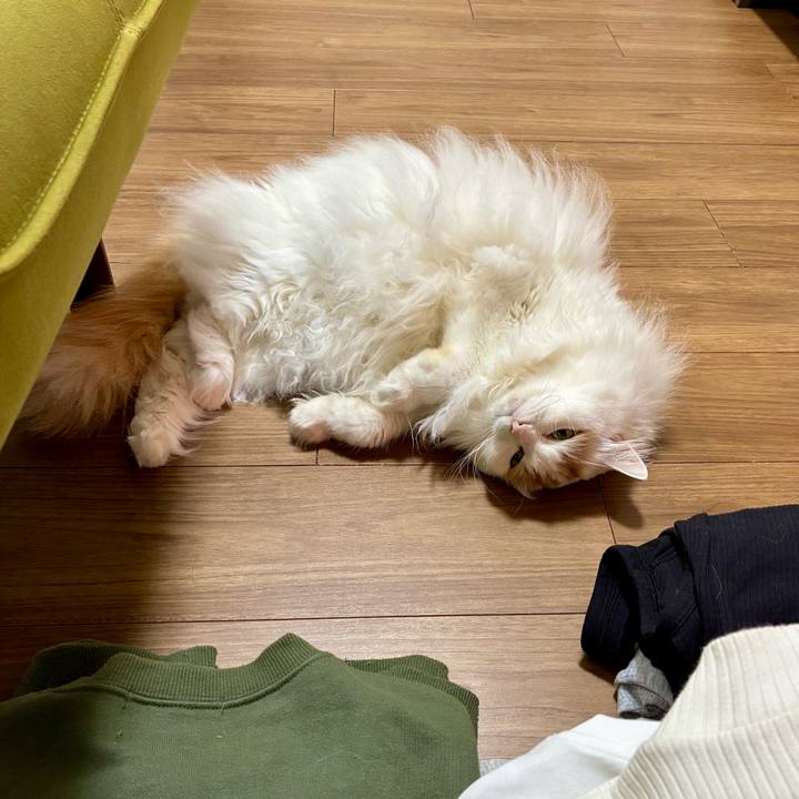 354dd7e6 1cee 4f01 9f3e 85e9e5260dd9 1770784724402