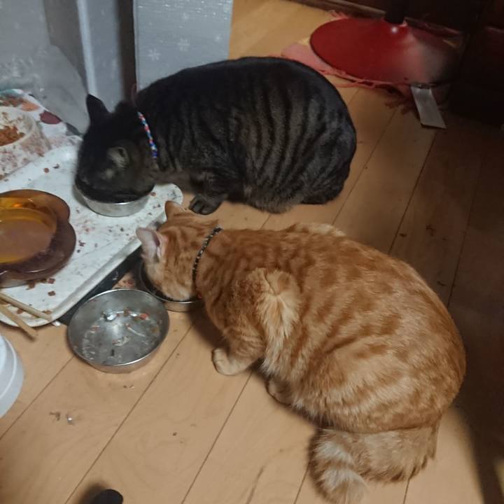 354e8d68 033d 4ac8 a71c db9754546027 1642249808442