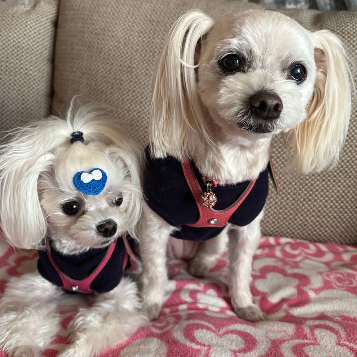 354f0e08 3452 4047 ac90 fa8e0636374a 1773648180136