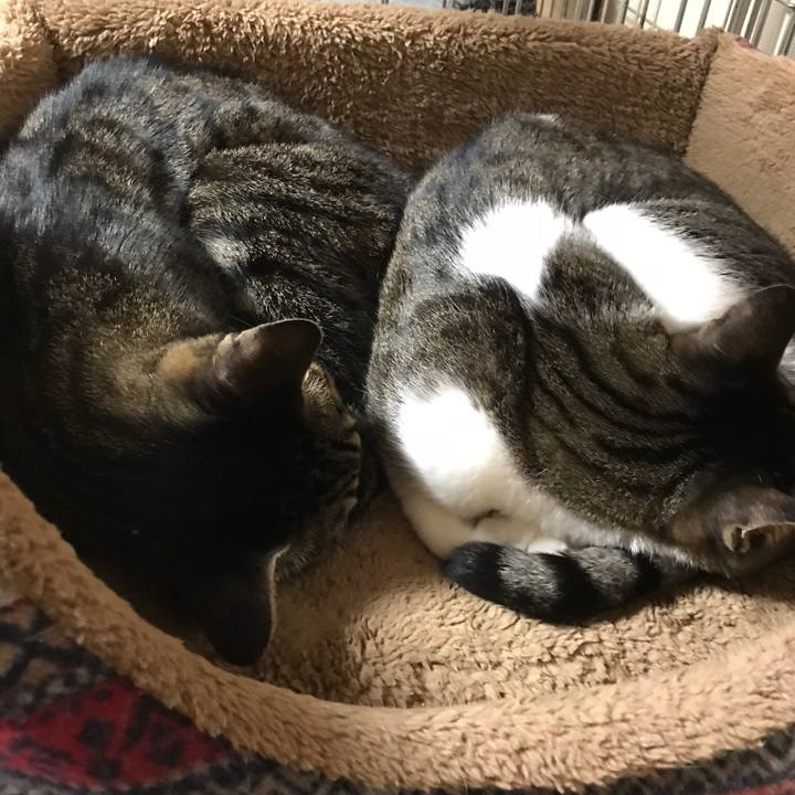 354fa3c3 b8dc 400e 86e8 b815b2cbb798 1516151943275